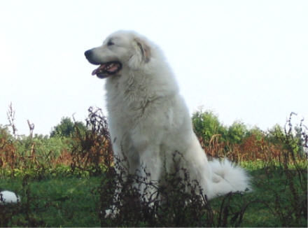 Pyrenäenberghund Hunde Foto 34493 in höherer Auflösung ansehen Pyrenäenberghund Pyrenäenberghunde vom Araberhof