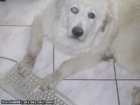Pyrenäenberghund Erwischt!