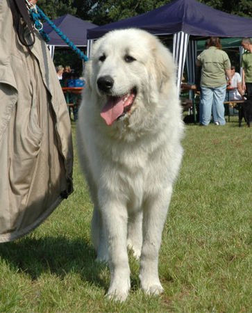 Pyrenäenberghund Hunde Foto 35036 Pyrenäenberghund Faraud vom Araberhof