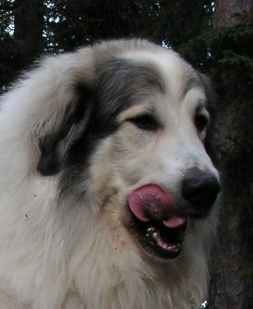 Pyrenäenberghund Hunde Foto 30091 in höherer Auflösung ansehen Pyrenäenberghund CH.Cyro Mountain almanach (
