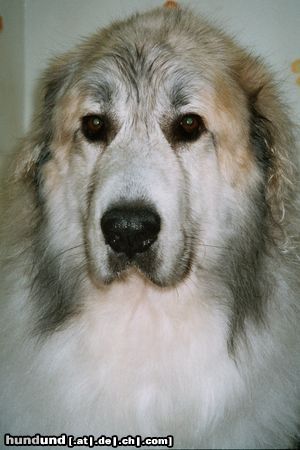 Pyrenäenberghund Barny