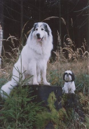 Pyrenäenberghund Hunde Foto 29267 in höherer Auflösung ansehen Pyrenäenberghund CH.Cyro Mountain Almanach