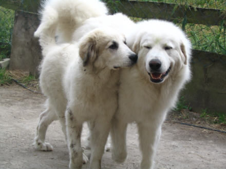 Pyrenäenberghund Hunde Foto 32969 Pyrenäenberghund Delilah und Fabergé