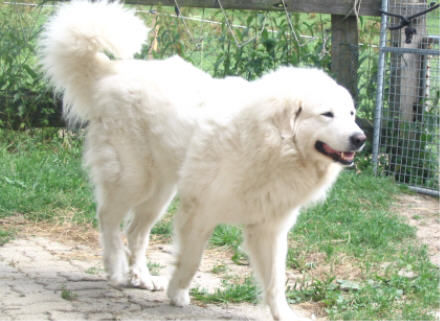 Pyrenäenberghund Hunde Foto 33039 in höherer Auflösung ansehen Pyrenäenberghund Symfonie van Merode Delilah