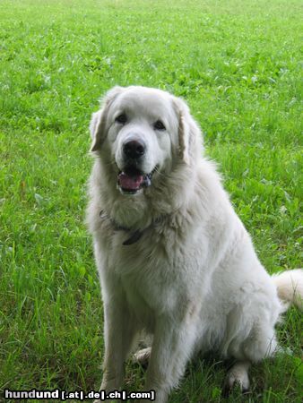 Pyrenäenberghund Perry