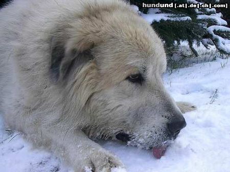 Pyrenäenberghund King Lear vom Alatau, genannt Major