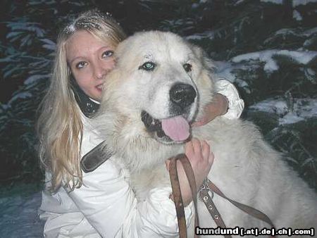 Pyrenäenberghund King Lear vom Alatau, genannt Major