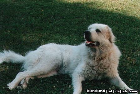 Pyrenäenberghund Montaine de Gabizos