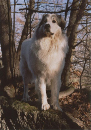 Pyrenäenberghund Hunde Foto 29266 in höherer Auflösung ansehen Pyrenäenberghund CH.Cyro Mountain Almanach