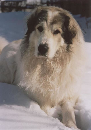 Pyrenäenberghund Hunde Foto 28135 in höherer Auflösung ansehen Pyrenäenberghund ICh. Cyro Mountain Almanach (