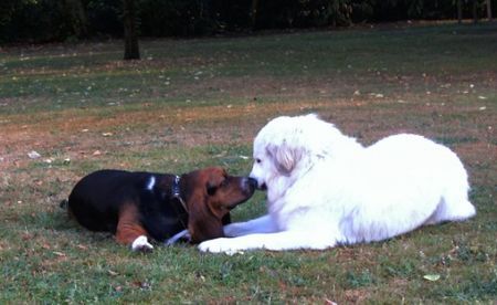 Pyrenäenberghund Hunde Foto 33204 Pyrenäenberghund Patches mit Freund Russel