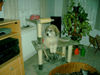 Pyrenäenberghund Foto: ich will ganz oben sein (ID 37080) Pyrenäenberghund Hund