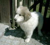 Pyrenäenberghund Foto (ID 38787) Pyrenäenberghund Hund