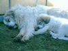Pyrenäenberghund Foto (ID 37081) Pyrenäenberghund Hund