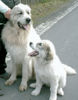 Pyrenäenberghund Foto: bummel mit Frauchen (ID 37833) Pyrenäenberghund Hund