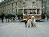 Pyrenäenberghund Foto: Ausflug mit Benett (ID 37850) Pyrenäenberghund Hund