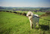 Pyrenäenberghund Hund