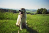 Pyrenäenberghund Hund