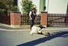 Pyrenäenberghund Hund