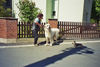 Pyrenäenberghund Hund