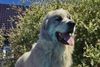 Pyrenäenberghund Hund