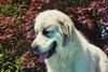 Pyrenäenberghund Hund