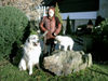 Pyrenäenberghund Foto: mein erster Ausflug mit Benett (ID 37834) Pyrenäenberghund Hund