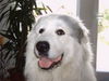 Pyrenäenberghund Foto: Ein richtiger (ID 35856) Pyrenäenberghund Hund