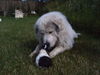 Pyrenäenberghund Foto: Isch Liebe Disch (ID 35857) Pyrenäenberghund Hund