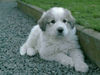 Pyrenäenberghund Foto (ID 44156) Pyrenäenberghund Hund