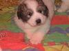Pyrenäenberghund Foto (ID 35819) Pyrenäenberghund Hund