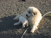 Pyrenäenberghund Foto: of the living Snowdrift (ID 42019) Pyrenäenberghund Hund