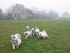 Pyrenäenberghund Foto: Welpen 11/06 (ID 36267) Pyrenäenberghund Hund