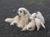 Pyrenäenberghund Foto: of the living Snowdrift (ID 41667) Pyrenäenberghund Hund