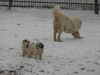 Pyrenäenberghund Foto: Welpen von 11/06 (ID 36094) Pyrenäenberghund Hund