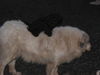 Pyrenäenberghund Foto: of the living Snowdrift (ID 41671) Pyrenäenberghund Hund