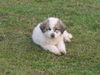 Pyrenäenberghund Foto: Welpen 11/06 (ID 36257) Pyrenäenberghund Hund
