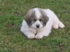 Pyrenäenberghund Foto: Welpen 11/06 (ID 36258) Pyrenäenberghund Hund
