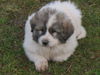 Pyrenäenberghund Foto: Welpen 11/06 (ID 36259) Pyrenäenberghund Hund