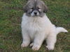 Pyrenäenberghund Foto: Welpen 11/06 (ID 36261) Pyrenäenberghund Hund