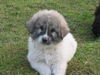 Pyrenäenberghund Foto: Welpen 11/06 (ID 36262) Pyrenäenberghund Hund