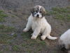 Pyrenäenberghund Foto: Welpen 11/06 (ID 36264) Pyrenäenberghund Hund