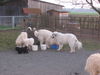 Pyrenäenberghund Foto: Czojou zu Besuch bei seiner Hundefamilie (ID 38947) Pyrenäenberghund Hund