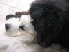 Pyrenäenberghund Foto: Bijou mit Neufundländer Balu (ID 38938) Pyrenäenberghund Hund