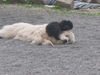 Pyrenäenberghund Foto: Charmain mit Emily (ID 38942) Pyrenäenberghund Hund