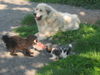 Pyrenäenberghund Foto: Allegra mit Emily und Tosca (ID 38943) Pyrenäenberghund Hund