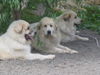 Pyrenäenberghund Foto: of the living Snowdrift (ID 42022) Pyrenäenberghund Hund