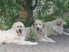 Pyrenäenberghund Foto: Don Balu (links) zu Besuch (ID 38933) Pyrenäenberghund Hund