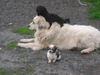 Pyrenäenberghund Foto: Antonia mit Emily und Tosca (ID 38931) Pyrenäenberghund Hund