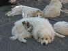 Pyrenäenberghund Foto: Toscas bester Freund Bijou (ID 38932) Pyrenäenberghund Hund